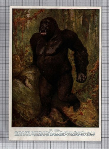 The Gorilla   -  c.1920s Book Print