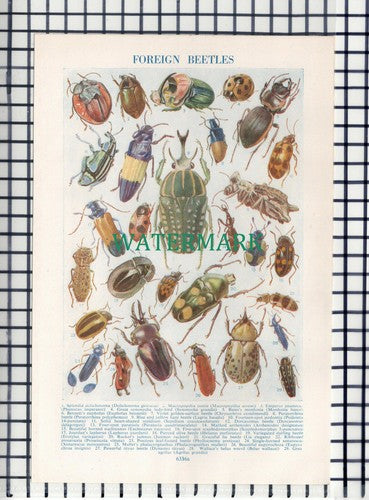 (51) Foreign Beetles - c.1950s Book Print