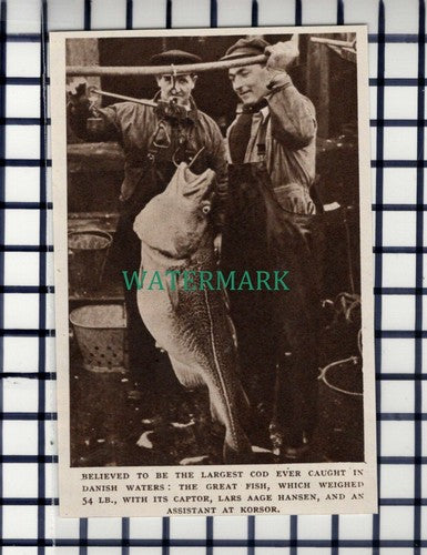 C6810) Lars Aage Hansen Korsor Fishing   - 1952 Cutting