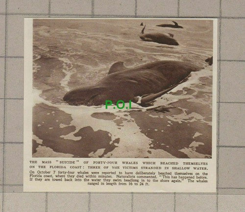 C2175) Florida Coast Whales Suicide - 1948 Clip