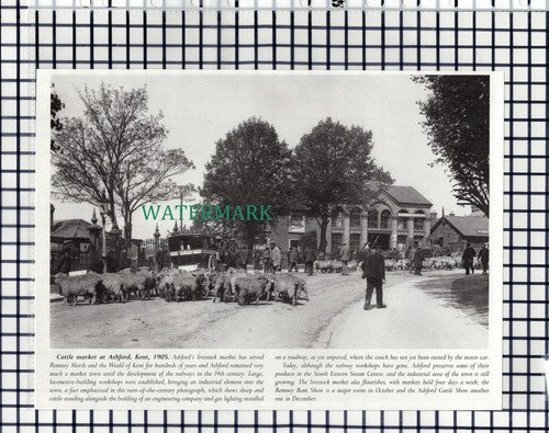 (7849) Ashford Kent Cattle Market  -  1980s Cutting
