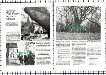 High Beech Epping Forest Essex King's Oak Frank Hardcastle  - 1973 Article