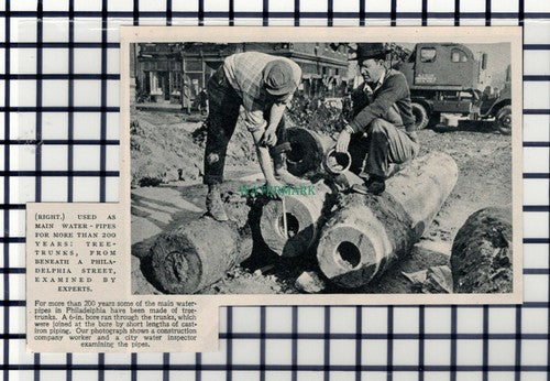 C6330) Philadelphia USA Tree Trunk Water Pipes  - 1950  Cutting
