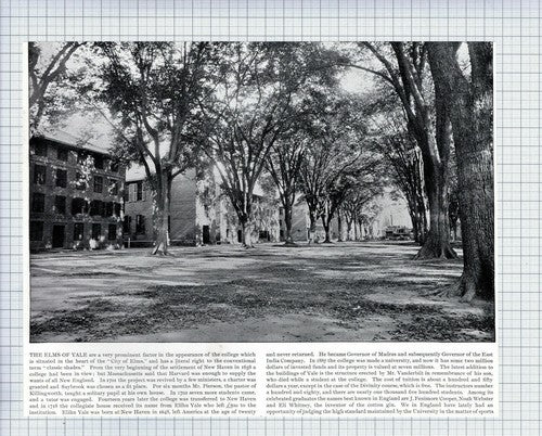 (5615) Big Grape Vine Santa Barbara California / Yale College Elms - c.1900 Clip