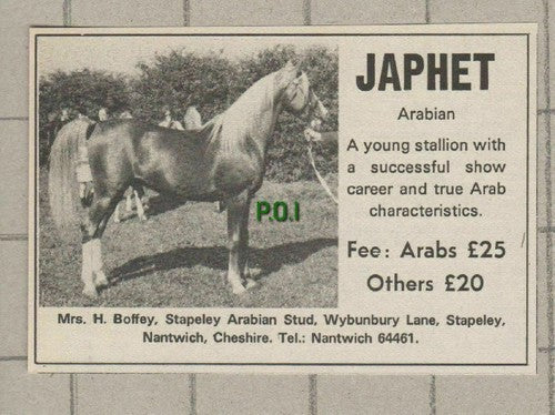 (C181) JAPHET Arabian Stallion Horse Advert Mrs H Boffey Stapeley 1972 CUTTING