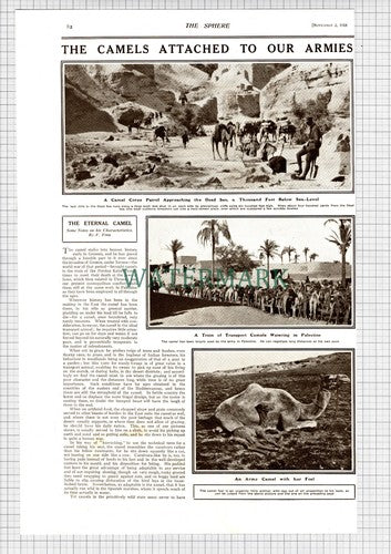 CAMEL Corps Patrol F Finn World War One WW1 - 1918 Article
