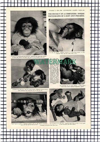 Lilo Hess Chimpanzee Baby Christine  - 1953 Picture Article