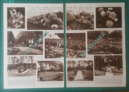 Royal Hospital Chelsea Flower Show GG Whitelegg  - 1948 Article