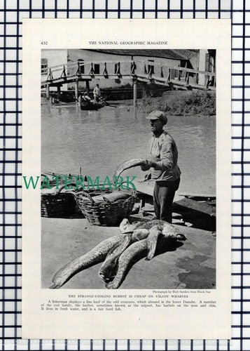 (8078) Valcov Wharves  Danube - 1940 Book Print