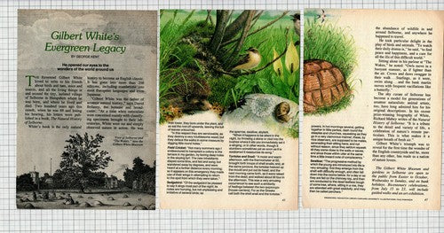 Rev Gilbert White Naturalist  - 1989 Article