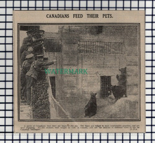 (8108) 1st Canadian Contingent Bear Mascots WW1  - 1916 Cutting