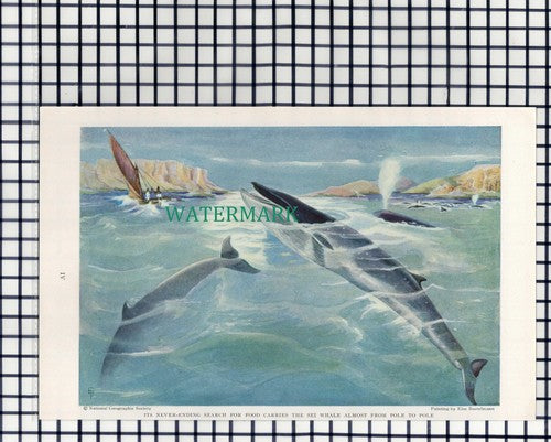 (7890) Sei Whale  / Blue Whale & Calf  - 1940 Book Print
