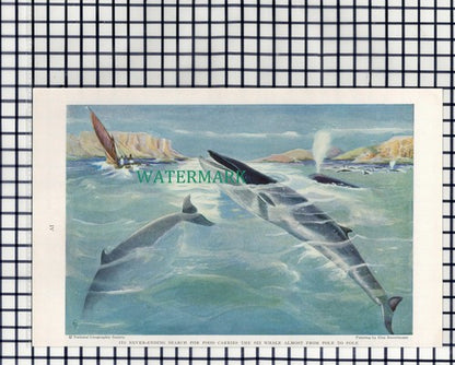 (7890) Sei Whale  / Blue Whale & Calf  - 1940 Book Print