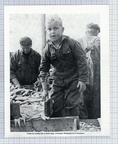 (5459) Sorting Fish At Hythe Quay Colchester Essex  - 1970 Clip