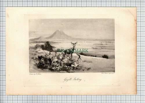 Gazelle Stalking J G Millais Artist - 1898 Print