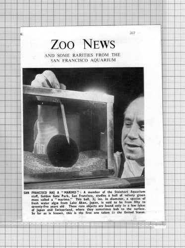 Steinhart Aquarium Golden Gate Park USA Marimo   - 1950 News Cutting