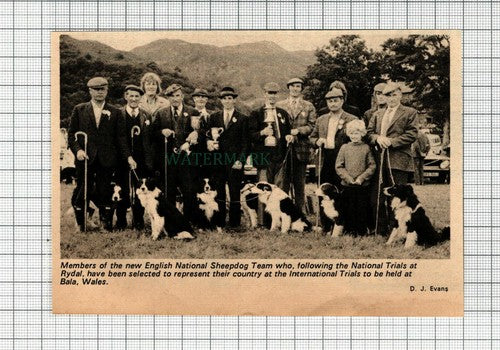 C7505) English National Sheepdog Team - 1973 Cutting