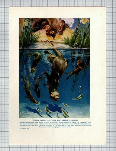 Otters Fishing  - c.1950s  Book Print