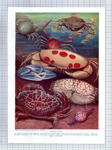 (5419) Tropical Crabs - 1920's Book Print