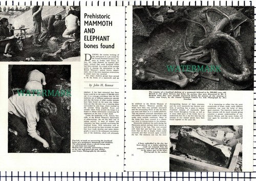 Tunnel Portland Cement Co Aveley Essex John Hesketh Bones Found - 1964 Article