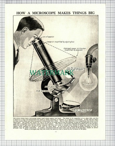 How A MICROSCOPE Works - c.1940s Picture Article / Print