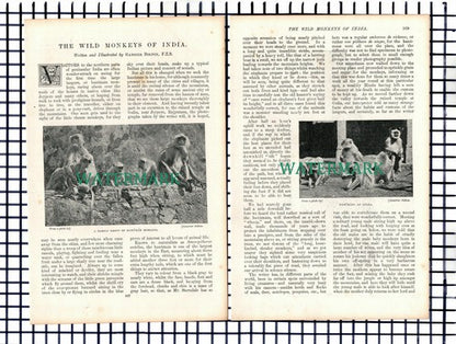 The Wild Monkeys Of India Gambier Bolton Hanuman  - c.1900 Article