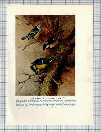 Golden Eagle / Blue Tit Coal Tit Great Tit Bird  Roland Green - 1950s Book Print