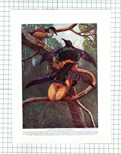 Birds Of Paradise -  c.1920s Book Print