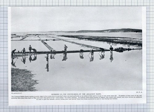 (5622) Workers In The Oyster Beds of the Arcachon Basin -  1920's Cutting
