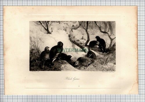 Black Game Birds A Thorburn  Bird Print - 1898 Print