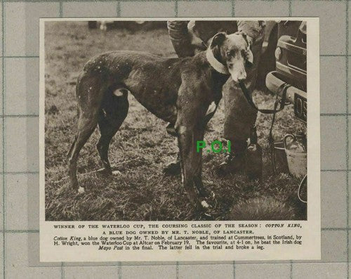 C2487) Cotton King Greyhound Dog Waterloo Cup Winner T Noble Lancaster - 1954