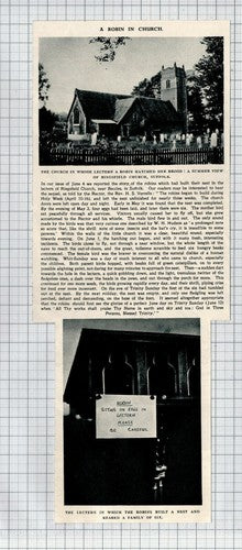 Ringsfield Church Suffolk Robin Nest  Rev H S Verrells - 1948 Clipping