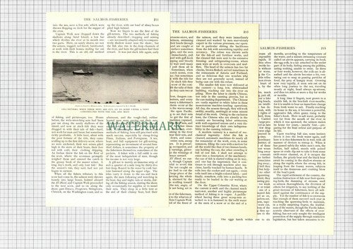 The Salmon Fisheries Columbia River Blumenschein  - 1903 Article