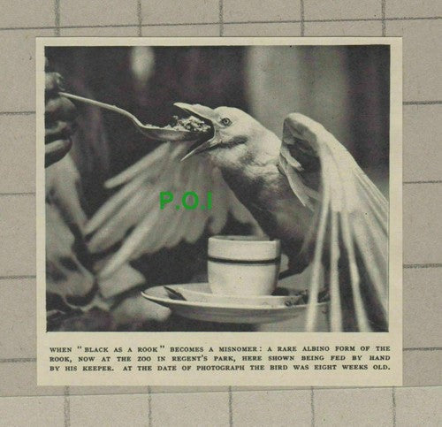C1906) Albino Rook London Zoo Regent's Park - 1948 Clip