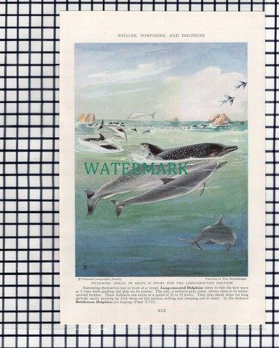 (7899) Long Snouted Dolphins - 1940 Book Print