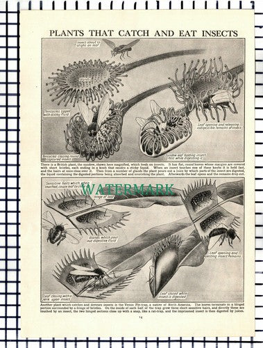 (7342) Insect Eating Plants - c.1940s Picture Article