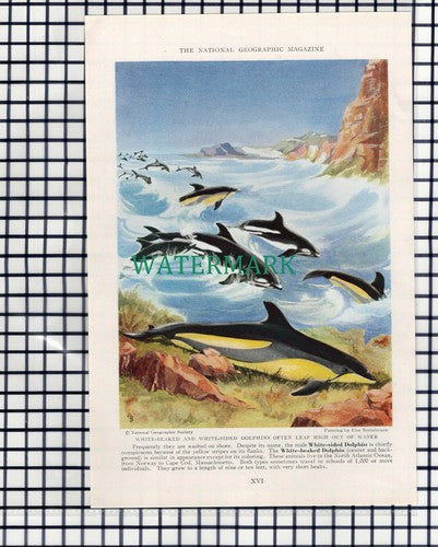 (7895) White Sided Dolphins - 1940 Book Print