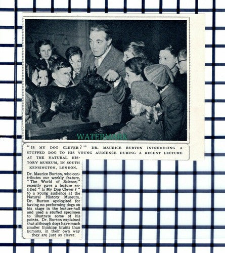 C6376) Dr Maurice Burton Natural History Museum   - 1952 Cutting