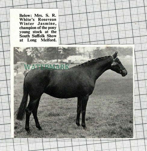 (C118) Mrs S R White Rosevean Winter Jasmine Champion Pony Long Melford  - 1972