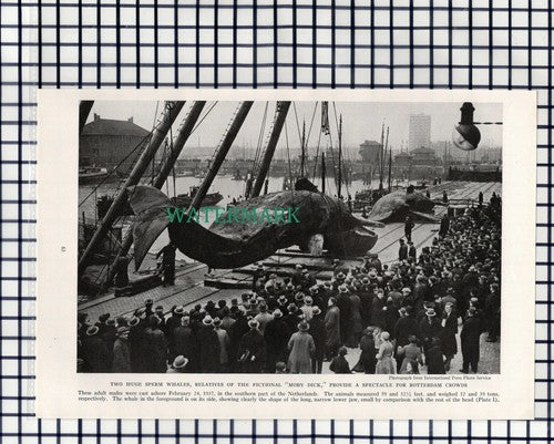 (7901) Rotterdam Whales Whaling   - 1940 Book Print