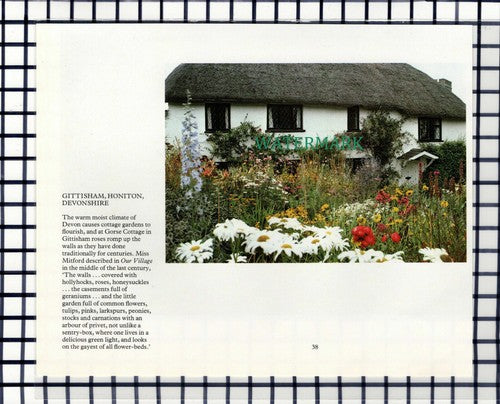 C7026) Gorse Cottage Gittisham Honiton Devon - 1980s Cutting