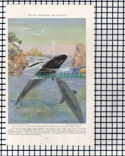(7892) Bowhead Whale / Gray Whale - 1940 Book Print
