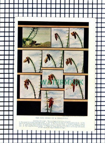 (7485) Life Story Of A Dragon Fly Dragonfly - c.1930s Print