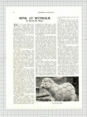 (6069) Mink Farming Mytholm Fur Farm Hebden Bridge Harry Taylor - 1952 Article