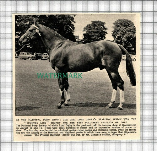 C2513) Lord Digby National Pony Society Ack Ack - 1952 Clip