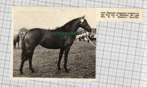 C1729) Mr & Mrs N C Skinner Horse Kon Tiki -  1972 Clip