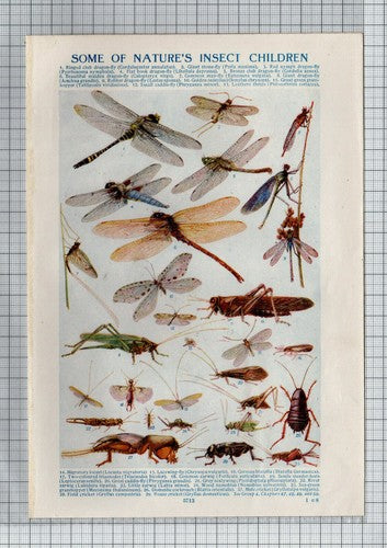 Dragonflies Bees Ants and Flies Insects Print  - Vintage Book Print