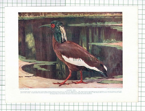 (184) Crested Ibis Bird -  c.1920s Book Print
