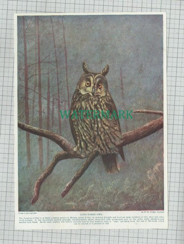 C1995) Long Eared Owl - c.1920s Print /  Cutting