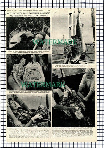 Mrs Bob Dyer Tiger Shark Moreton Bay Brisbane Australia - 1953 Article